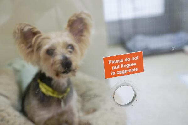 Across town from show dogs a labor to save suffering ones AP News